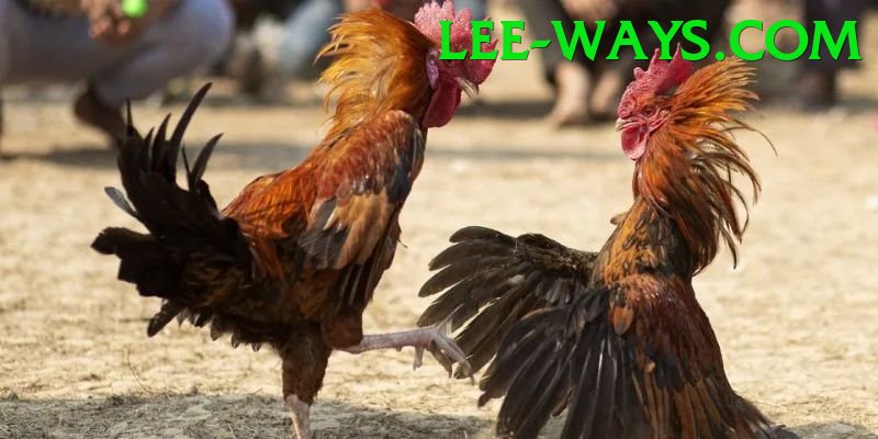 Đá Gà Trực Tiếp - Ưu đãi đặc biệt